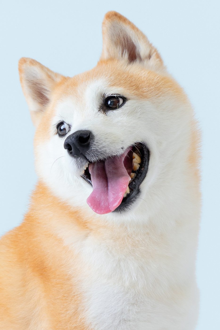 Buddy 動物寫真館作品