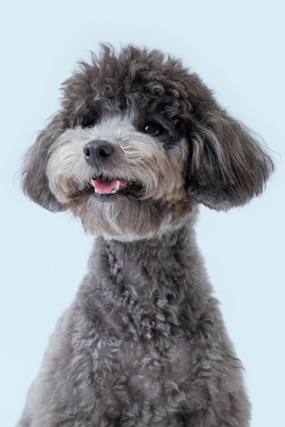 寵物寫真作品
